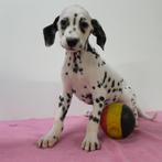 Dalmatien - chiots Belges à vendre, Animaux & Accessoires, Chiens | Beagles, Bassets & Chiens courants, Commerçant, Dalmatien