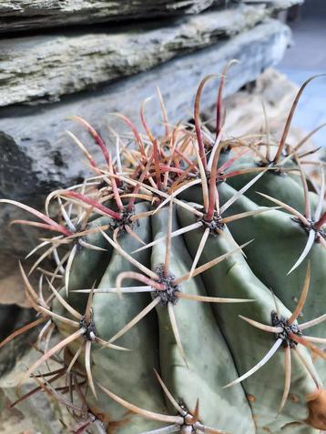 Robuuste 40jarige Ferocactus latispinus rode doornen beschikbaar voor biedingen