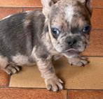 franse bulldog pups,merle,reutje, Dieren en Toebehoren, België, Reu, 8 tot 15 weken, CDV (hondenziekte)