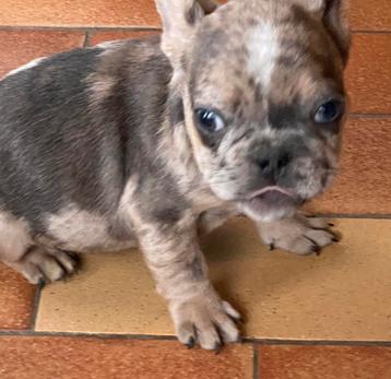 franse bulldog pups,merle,reutje beschikbaar voor biedingen