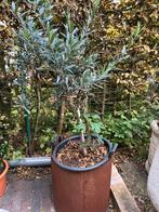 4 olijfbomen, Tuin en Terras, Planten | Bomen, Ophalen