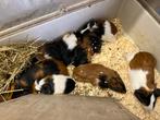 Jonge cavia’s, 11stuks, Dieren en Toebehoren, Knaagdieren, Augustus, Meerdere dieren, Cavia