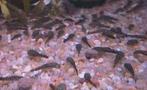 Baby Ancistricus stuk of 15, Dieren en Toebehoren, Vissen | Aquariumvissen