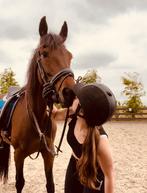 Cylotte vt (warmbloed merrie), Dieren en Toebehoren, Paarden, Merrie, Gechipt, Niet van toepassing, 11 jaar of ouder