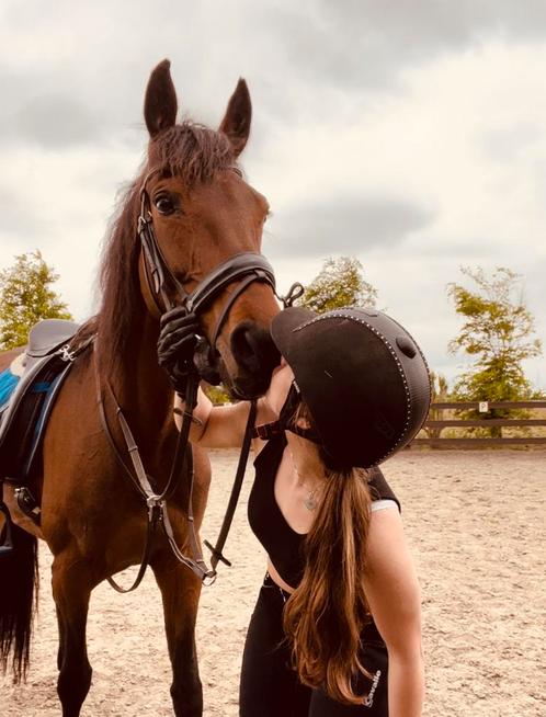 Cylotte vt (warmbloed merrie), Dieren en Toebehoren, Paarden, Merrie, Niet van toepassing, 165 tot 170 cm, 11 jaar of ouder, Recreatiepaard