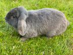 Nederlands hangoortje, Dieren en Toebehoren, Hangoor