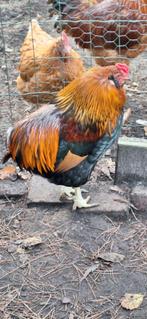 Araucana haan, bolstaart, Animaux & Accessoires, Volatiles, Mâle, Poule ou poulet