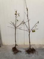 kersenbomen, Tuin en Terras, Ophalen, 100 tot 250 cm, Kersenboom