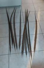 Koningsfazant veren, Enlèvement