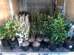 Stockverkoop heesters en vaste planten, Ophalen, Siergrassen