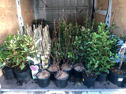 Stockverkoop heesters en vaste planten, Tuin en Terras, Planten | Tuinplanten, Siergrassen, Ophalen