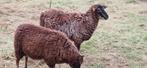 Soay  schaapjes, Dieren en Toebehoren, Vrouwelijk, Schaap, 0 tot 2 jaar