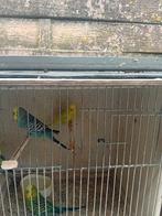 Grasparkieten, Dieren en Toebehoren, Vogels | Parkieten en Papegaaien, Parkiet