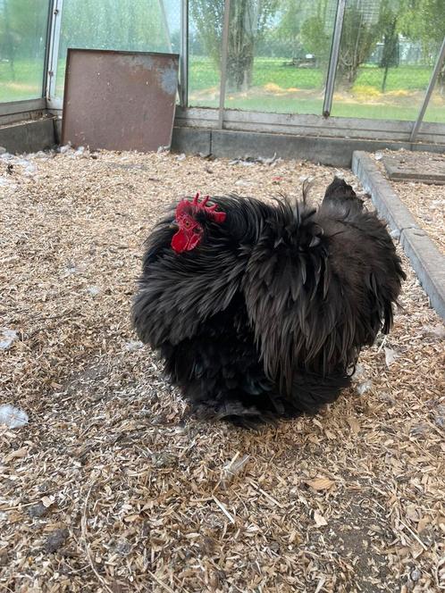 Cochinkriel zwart krul fokhaan, Dieren en Toebehoren, Pluimvee, Kip, Mannelijk