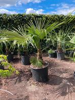 Trachycarpus Fortunei winterhard, Tuin en Terras, Planten | Bomen, Ophalen, Palmboom