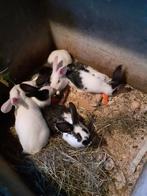 Konijnen, Dieren en Toebehoren