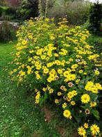 Gele Coreopsis Zonnehoed zoekt  tuin !, Ophalen, Struik
