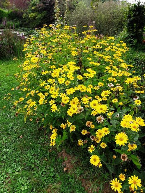 Gele Coreopsis Zonnehoed zoekt  tuin !, Tuin en Terras, Planten | Struiken en Hagen, Struik, Ophalen