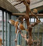 Baardmannetjes, Dieren en Toebehoren, Meerdere dieren, Wildzangvogel, Geringd
