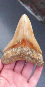 Megalodon haaientand fossiel uit Indonesie, Verzamelen, Ophalen of Verzenden, Fossiel