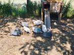 2 koppels witte parelhoen, Dieren en Toebehoren, Pluimvee
