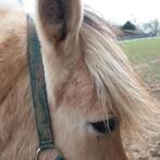 Fjord - gezelschapspaard, Dieren en Toebehoren, Paarden