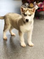 Belgische Husky pupjes te koop, Dieren en Toebehoren, Honden | Poolhonden, Keeshonden en Oertypen, België, Overige rassen, CDV (hondenziekte)