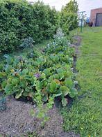 Ruilen van kamerplanten en tuinplanten, Tuin en Terras, Ophalen