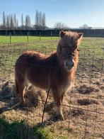 Pony, Dieren en Toebehoren, B, 0 tot 2 jaar, B pony (1.17m tot 1.27m), Merrie