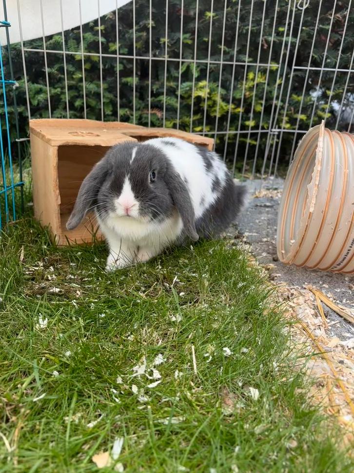 Konijnen, Dieren en Toebehoren, Konijnen, Klein, Vrouwelijk, 0 tot 2 jaar