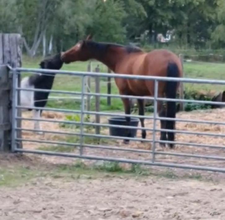 Paard, Animaux & Accessoires, Chevaux & Poneys | Couvertures & Couvre-reins, Enlèvement