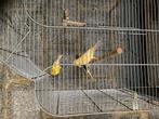 Canari, Kleurkanarie