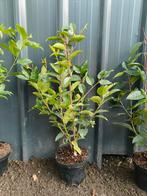 Prunus lusitanica - Portugese laurier 60-80 cm, Laurier, Enlèvement ou Envoi, Haie