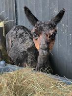 Alpaca merrie van 21, Dieren en Toebehoren, Schapen, Geiten en Varkens, Vrouwelijk, 3 tot 5 jaar