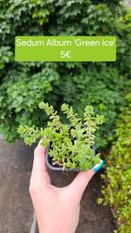 Sedumalbum 'Green Ice', Tuin en Terras, Ophalen of Verzenden