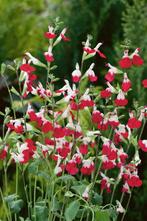 Salvia hotlips, Tuin en Terras, Planten | Tuinplanten, Ophalen, Vaste plant, Halfschaduw