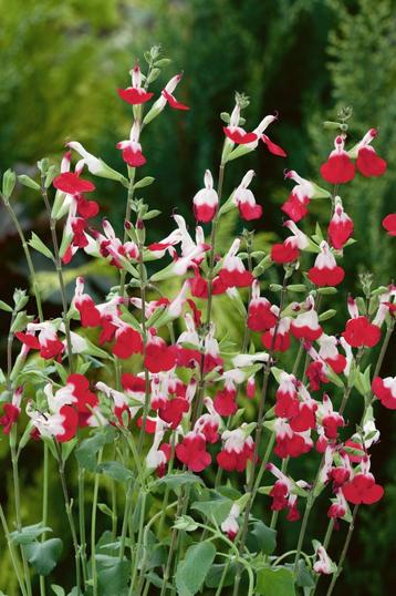 Salvia hotlips beschikbaar voor biedingen