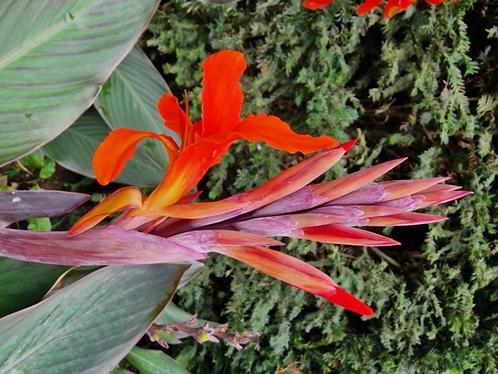 Canna's , mooie tropische plant, Tuin en Terras, Planten | Tuinplanten, Zomer, Ophalen