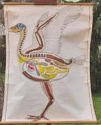 Schoolkaart Vogels (schematisch), Ophalen of Verzenden, Natuur en Biologie