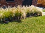 Jonge scheuten stipa tenuissima pony tails ponytails, Ophalen