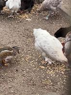 Marans hennen, Dieren en Toebehoren, Vrouwelijk, Kip