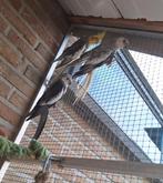3 valkparkieten, Dieren en Toebehoren