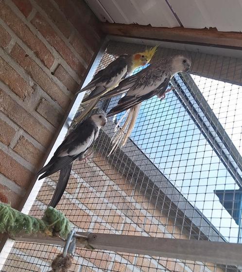 3 valkparkieten, Dieren en Toebehoren, Vogels | Kanaries