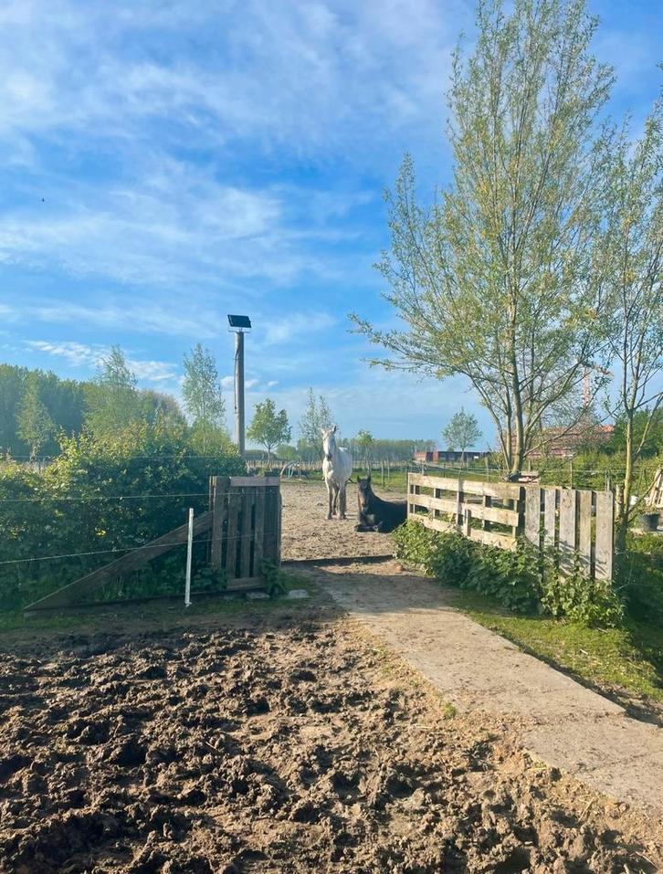 Plekje vrij op Paddock Paradise Oosterzele, Dieren en Toebehoren, Stalling en Weidegang