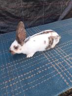 Vlinder konijnen vrouwtjes 7weken oud 20€, Dieren en Toebehoren