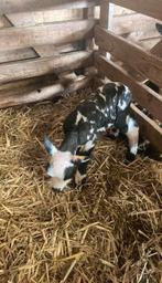 Lammetje Tekoop, Dieren en Toebehoren, Schapen, Geiten en Varkens