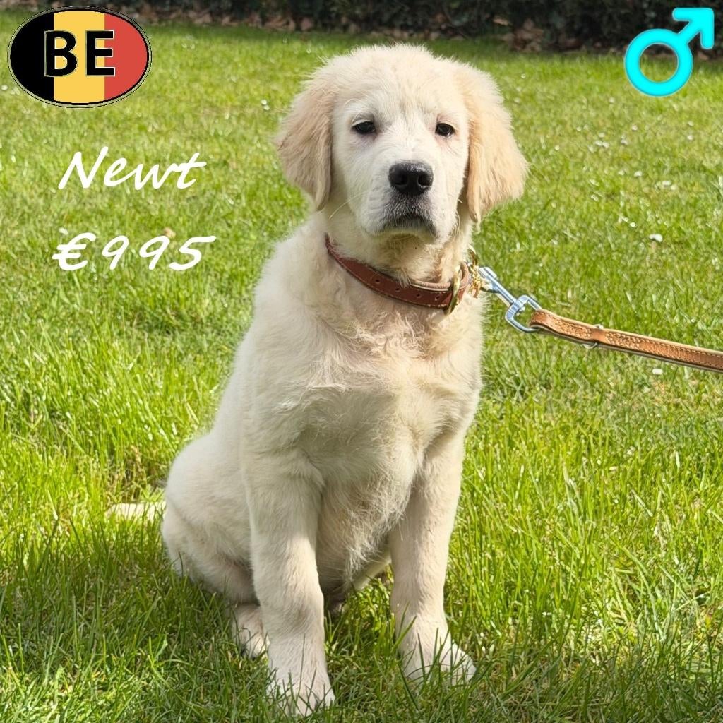 Golden Retriever, Newt zoekt een warme thuis (reu, Belgisch), Dieren en Toebehoren, Honden | Retrievers, Spaniëls en Waterhonden