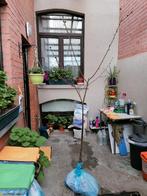 Arbre à donner, Jardin & Terrasse, Enlèvement, Cerisier, Été