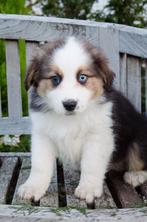 Border Collie pups geboren op boerderij, Particulier, 8 à 15 semaines, Colley, Plusieurs