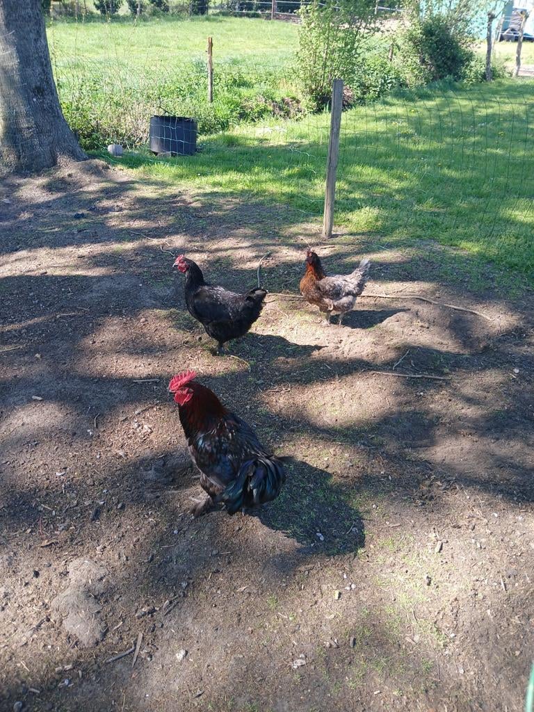 2 kippen 1 haan  1 jaar oud. 25 euro